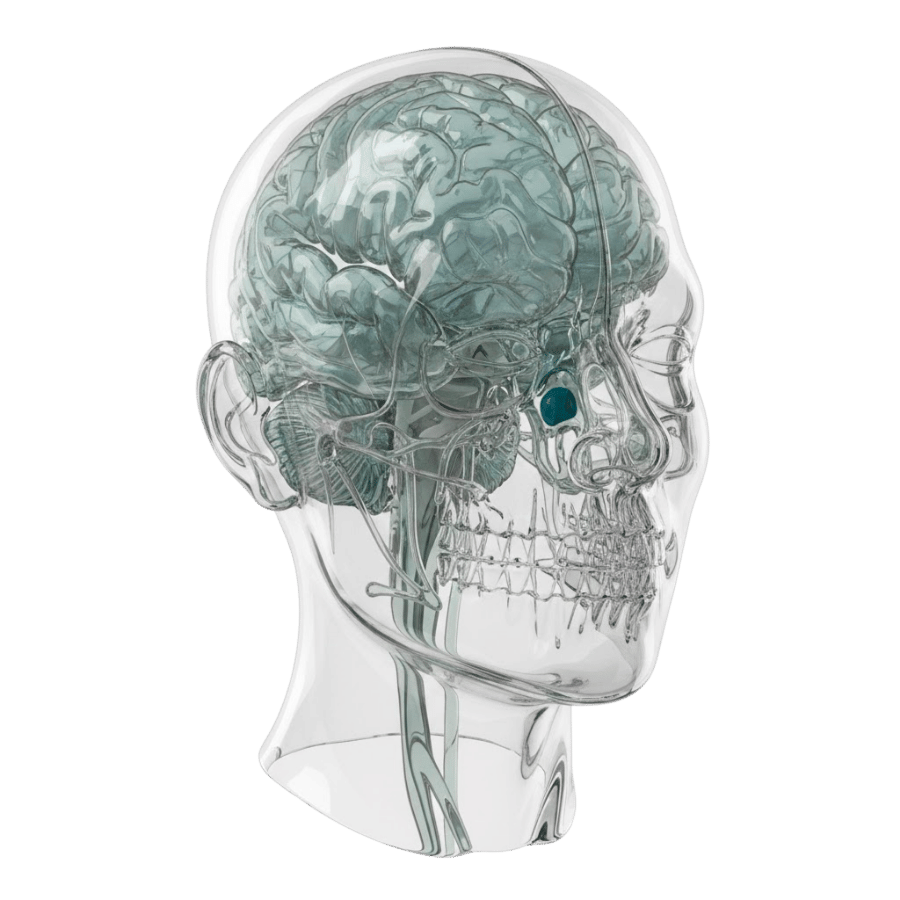 Оториноларингология (ЛОР)