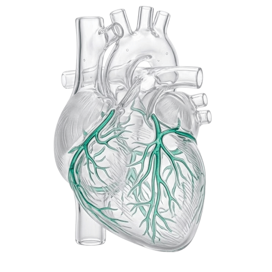 Кардиология